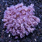 Flower Pot Coral, Purple